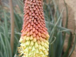 Kniphofia caulescens modest but still